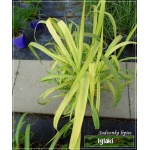 Miscanthus sacchariflorus - Miskant cukrowy - zielony z brązowym paskiem, wys. 100/200, kw. 8/10 FOTO
