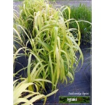 Miscanthus sacchariflorus - Miskant cukrowy - zielony z brązowym paskiem, wys. 100/200, kw. 8/10 FOTO
