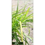 Miscanthus sinensis Adagio - Miskant chiński Adagio - zielony liść bardzo wąski, łukowaty, wys. 40-80 C0,5