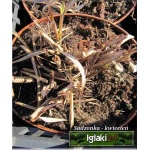Miscanthus sinensis Ferner David - Miskant chiński Ferner David - zielony liść, wys. 80/120, kw 9 FOTO