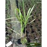 Miscanthus sinensis Floridulus Gigantheus - Miskant chiński kwiecisty Floridulus Gigantheus - Miskant Olbrzymi - Miskant Giganteus - zielony liść, słabo kwitnący, wys 350, kw 10 FOTO