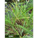 Miscanthus sinensis Gracillimus - Miskant chiński Gracillimus - bardzo wąskie liście, wys 150/200, kw 10/11 FOTO