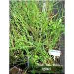 Miscanthus sinensis Graziella - Miskant chiński Graziella - zielony wąski liść, czerwonosrebrny kłos, wys 150/200, kw 8/10 FOTO
