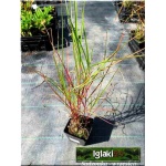 Miscanthus sinensis Graziella - Miskant chiński Graziella - zielony wąski liść, czerwonosrebrny kłos, wys 150/200, kw 8/10 FOTO