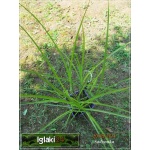 Miscanthus sinensis Ki - Miskant chiński Ki - srebrzysto-zielony, zwisający liść, wys. 200-300 FOTO 