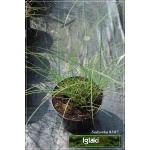 Miscanthus sinensis Kleine Fontane - Miskant chiński  Kleine Fontane - szaro-zielony, wys. 150, kw 8/9 C2