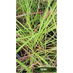 Miscanthus sinensis Kleine Silberspinne - Miskant chiński Kleine Silberspinne - wąski zielony liść, wys. 50/100, kw 9 C2