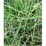 Miscanthus sinensis Kleine Silberspinne - Miskant chiński Kleine Silberspinne - wąski zielony liść, wys. 50/100, kw 9 C2