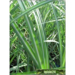 Miscanthus sinensis Morning Light - Miskant chiński Morning Light - b. wąski zielony liść z białym środkiem, jasny kłos, wys 100, kw 9/10 C0,5