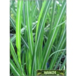 Miscanthus sinensis Morning Light - Miskant chiński Morning Light - b. wąski zielony liść z białym środkiem, jasny kłos, wys 100, kw 9/10 C1,5