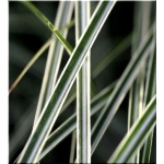 Miscanthus sinensis Morning Light - Miskant chiński Morning Light - b. wąski zielony liść z białym środkiem, jasny kłos, wys 100, kw 9/10 FOTO