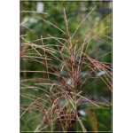 Miscanthus sinensis Roter Pfeil - Miskant chiński Roter Pfeil - wąski zielony liść, wys. 180, kw. 8/9 FOTO zzzz