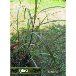 Miscanthus sinensis Rotsilber - Miskant chiński Rotsilber - zielony szeroki liść, wys. 120, kw. 9 FOTO