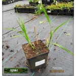 Miscanthus sinensis Silberfeder - Miskant chiński Silberfeder - zielony liść, biało srebrne kłosy, wys 160/200, kw 8/10 C0,5