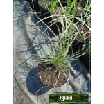 Miscanthus sinensis Silberspinne - Miskant chiński Silberspinne - zielony liść, różowy kłos, wys 120/180, kw 8/9 C2