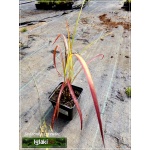 Miscanthus sinensis Sioux - Miskant chiński Sioux - zielony liść, wys. 70, kw 8/9 FOTO