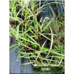Miscanthus sinensis Variegatus - Miskant chiński Variegatus - podłużne paskowane, kłos rożowy, wys. 120/150, kw. 9 C0,5
