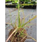 Miscanthus sinensis Yakushima Dwarf - Miskant chiński Yakushima Dwarf - wąskie, zielone liście, wys. 80/120, kw 8/11 C2