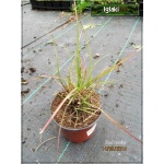 Miscanthus sinensis Yakushima Dwarf - Miskant chiński Yakushima Dwarf - wąskie, zielone liście, wys. 80/120, kw 8/11 C2