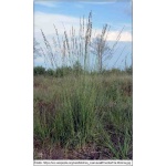 Molinia arundinacea - Trzęślica trzcinowata - wyprostowane pędy, wys. 50/180, kw. 8/11 FOTO 