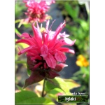 Monarda didyma Pink Lace - Pysznogłówka szkarłatna Pink Lace - ciemno liliowy, wys. 25/35, kw 6/9 C0,5 