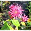 Monarda didyma Pink Lace - Pysznogłówka szkarłatna Pink Lace - ciemno liliowy, wys. 25/35, kw 6/9 C0,5 
