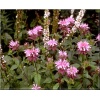 Monarda hybrida Beauty of Cobham - Pysznogłówka ogrodowa Beauty of Cobham - różowe, wys. 70, kw. 6/8 C0,5 xxxy