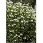 Monarda hybrida Schneewittchen - Pysznogłówka ogrodowa Schneewittchen - białe, wys 100, kw 7/9 C2