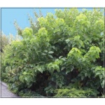 Morus latifolia Spirata - Morwa szerokolistna Spirata FOTO 
