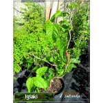 Morus latifolia Spirata - Morwa szerokolistna Spirata FOTO 