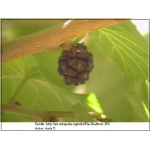 Morus nigra - Morwa czarna FOTO