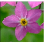 Myosotis sylvatica Rosylva - Niezapominajka leśna Rosylva - różowy, wys. 20, kw 4/8 FOTO