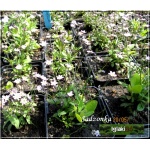 Myosotis sylvatica Rosylva - Niezapominajka leśna Rosylva - różowy, wys. 20, kw 4/8 FOTO