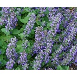 Nepeta Purple Haze - Kocimiętka Purple Haze - fioletowe, wys. 20, kw. 6/9 C0,5