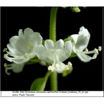 Ocimum basilicum - Bazylia pospolita - Bazylia właściwa - zioło, wys. 40 FOTO
