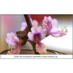 Ocimum basilicum - Bazylia pospolita - Bazylia właściwa - zioło, wys. 40 FOTO