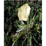 Oenothera macrocarpa - Oenothera missouriensis - Wiesiołek missouryjski - żółty, duże kwiaty, wys 20, kw 6/9 FOTO