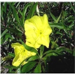Oenothera macrocarpa - Oenothera missouriensis - Wiesiołek missouryjski - żółty, duże kwiaty, wys 20, kw 6/9 FOTO