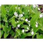 Omphalodes verna Alba - Ułudka wiosenna Alba - biała, wys. 15, kw. 3/5 - biała FOTO