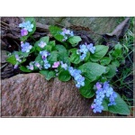 Omphalodes Verna - Ułudka wiosenna - niebieski, wys 15, kw 3/4 FOTO