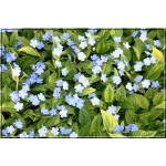 Omphalodes Verna - Ułudka wiosenna - niebieski, wys 15, kw 3/4 FOTO