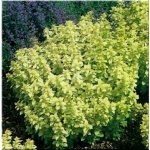 Origanum vulgare Aureum - Lebiodka pospolita Aureum - żółte liście, wys. 20, kw 6/8 C0,5