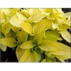 Origanum vulgare Goldtaler - Lebiodka pospolita Goldtaler złota - oregano żółte, jaskrawo złote liście FOTO