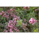 Origanum vulgare - Lebiodka pospolita - różowe, wys. 50, kw. 7/9 FOTO