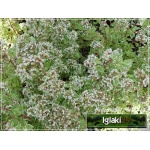 Origanum vulgare - Lebiodka pospolita - różowe, wys. 50, kw. 7/9 FOTO