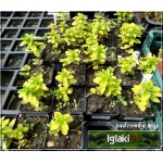 Origanum vulgare Thumble\'s Variety - Lebiodka pospolita Thumble\'s Variety - jasnozielone liście, wys. 30, kw. 6/8 C0,5
