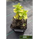 Origanum vulgare Thumble\'s Variety - Lebiodka pospolita Thumble\'s Variety - jasnozielone liście, wys. 30, kw. 6/8 FOTO