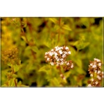 Origanum vulgare Thumble\'s Variety - Lebiodka pospolita Thumble\'s Variety - jasnozielone liście, wys. 30, kw. 6/8 FOTO