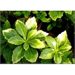 Pachysandra terminalis Green Carpet - Runianka japońska Green Carpet - ciemnozielona, kwiaty białe, wys 20, kw 5 FOTO