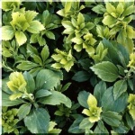 Pachysandra terminalis Green Carpet - Runianka japońska Green Carpet - ciemnozielona, kwiaty białe, wys 20, kw 5 FOTO